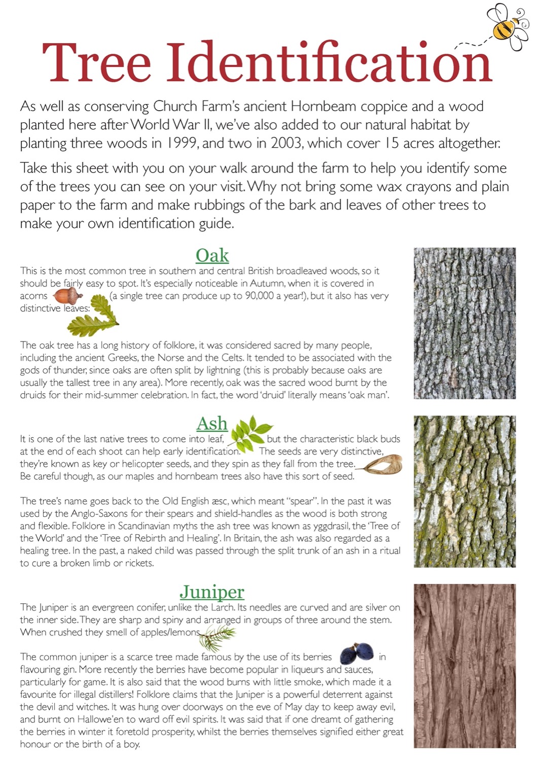 Printable Tree Identification Guide Printable Tree Identification Guide